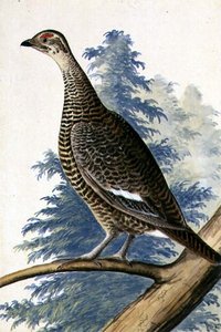 野鸟，约1740年（纸上水彩）。 作者 德国学校