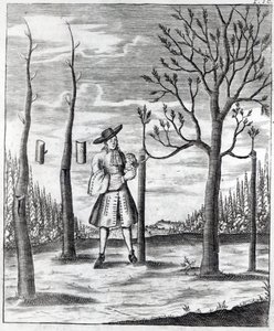 园艺和植物病害，来自Heinrich Hesse的&39;Neue Garten-lust&39;的插图，1696年 作者 德国学校