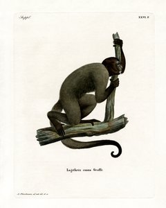 Geoffroy 的毛猴（彩色雕刻） 作者 德国学校
