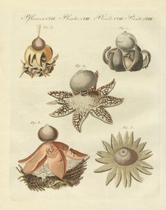 德国 geaster （彩色雕刻） 作者 德国学校