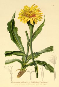 巨型猫耳（Hypochoeris uniflora） 作者 德国学校