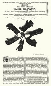 1683 年在斯特拉斯堡捕获的巨鼠（雕刻） 作者 德国学校