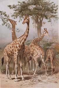 长颈鹿，来自Brehms Tierleben的专辑> Allgemeine Kunde des Tierreichs，vol。 3，p。 9，出版bz Bibliographisches Institut，1891 作者 德国学校