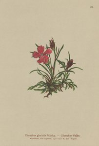 Glacier Pink（Dianthus glacialis） 作者 德国学校
