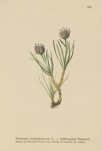 全球头晕（Phyteuma hemisphaericum） 作者 德国学校