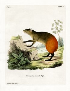 金腰子Agouti(彩色雕刻) 作者 德国学校