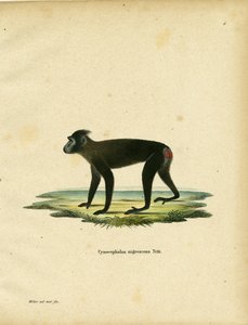 Gorontalo 猕猴（彩色雕刻） 作者 德国学校
