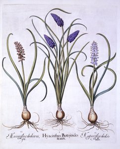 葡萄风信子，来自Hortus Eystettensis，由Basil Besler（1561-1629），酒吧。 1613（手工彩色雕刻） 作者 德国学校