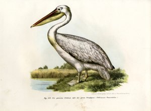 大白鹈鹕，1864年 作者 德国学校