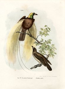 大鸟天堂，1864年 作者 德国学校