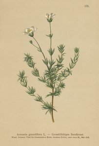 大沙蒿（Arenaria grandiflora） 作者 德国学校
