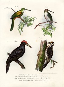 绿尾Jacamar，1864年 作者 德国学校