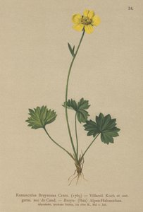 Greniers Buttercup（Ranunculus Breynius，Ranunculus Villarsii，Ranunculus grenierianus） 作者 德国学校