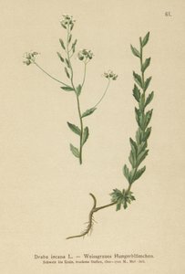 灰色Whitlow-grass（Draba incana，） 作者 德国学校
