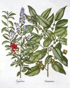 Guaiacum和中国女贞，来自Hortus Eystettensis，由Basil Besler（1561-1629），酒吧。 1613（手工彩色雕刻） 作者 德国学校