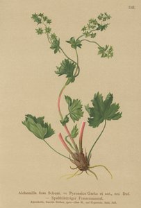 无毛女士地幔（Alchemilla fissa，Alchemilla Pyrenaica） 作者 德国学校