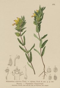 毛茸茸的黄色拨浪鼓（Rhinanthus aristatus，Rhinanthus alpinus） 作者 德国学校