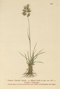 Hallers Fescue（Festuca Gaudini，Festuca Hallerie） 作者 德国学校