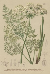 Hallers Sermountain（Laserpitium hirsutum，Laserpitium states，Laserpitium panax） 作者 德国学校