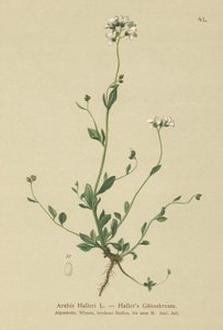 Hallers Wall-cress 作者 德国学校