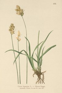 野兔薹（Carex leporina，Carex ovalis） 作者 德国学校