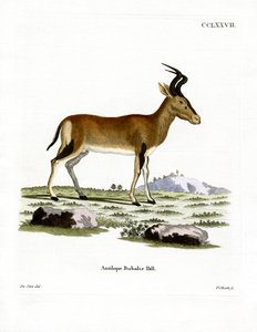 Hartebeest （彩色雕刻） 作者 德国学校