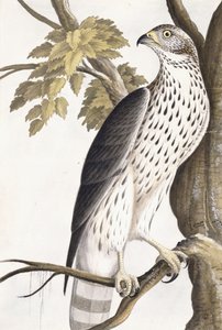 鹰，1750-1800 作者 德国学校