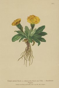 老鹰胡子（Crepis jubata，Crepis rhaetica） 作者 德国学校