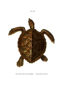 玳瑁龟（彩色石版画） 作者 德国学校
