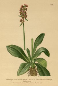 Hawkweed Saxifrage（Saxifraga hieraciifolia） 作者 德国学校