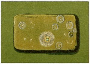 饮用水中健康的细菌水平，c.1890（彩色石版画） 作者 德国学校