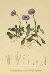 心叶地球雏菊（Globularia cordifolia） 作者 德国学校