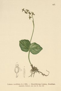 心叶Twayblade（Listera cordata，Listera cordifolia，Neottia cordata） 作者 德国学校
