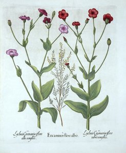 Heather和两种Lychnis，来自Hortus Eystettensis，由Basil Besler（1561-1629），酒吧。 1613（手工雕刻） 作者 德国学校
