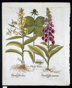 Herb Paris（Solanum quadrifolium），Common Foxglove（洋地黄Purpurea）大黄毛地黄来自Hortus Eystettensis by Basil Besler（1561-1629）pub 1613（手工彩色雕刻） 作者 德国学校