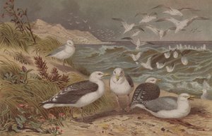 Herring Gull和Great Black-backed Gold，来自Brehms Tierleben的记录：Allgemeine Kunde des Tierreichs，vol.6，p.108，由Bibliographisches Institut出版，1892年 作者 德国学校