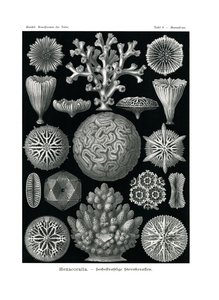 Hexacoralla，1899-1904 作者 德国学校