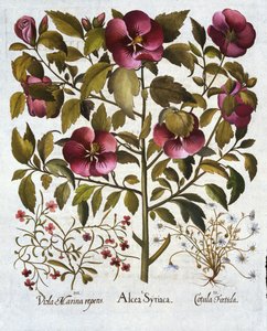 Hibiscus syriacus，Stinking Camomile和Hortus Eystettensis，由Basil Besler（1561-1629）酒吧。 1613 作者 德国学校