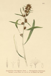 高地葫芦（Gnaphalium norvegicum） 作者 德国学校