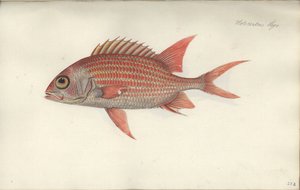 Holocentrus ascensionis，1790年之前（纸上的wc） 作者 德国学校