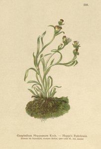 Hoppes Cudweed（Gnaphalium Hoppeanum，Omalotheca hoppeana） 作者 德国学校