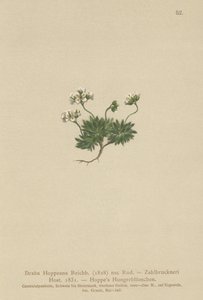 Hoppes Whitlow-grass（Draba Hoppeana，Draba Zahlbruckneri） 作者 德国学校