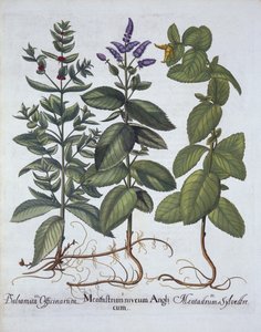 来自Hortus Eystettensis的Horsemint和Spearmint，由Basil Besler（1561-1629），酒吧。 1613（手工雕刻） 作者 德国学校