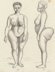 霍屯督人的维纳斯（雕版画 作者 德国学校