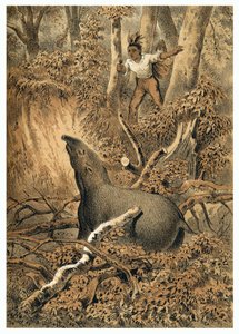Illustration, Indian hunting tapir in Amazon forest. In “” De Bootslieden der Amazon-River””, Karl Muller, Netherlands 作者 德国学校