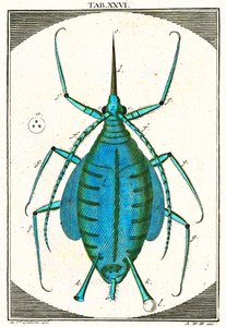 蚜虫的插图，Musement Microscopique，1764（彩色雕刻） 作者 德国学校