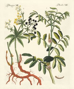 重要的染料植物 作者 德国学校
