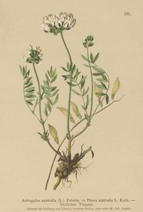 印度Milkvetch（黄芪，黄芪，Phaca australis） 作者 德国学校