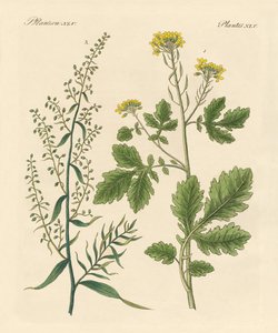 土着香料植物 作者 德国学校
