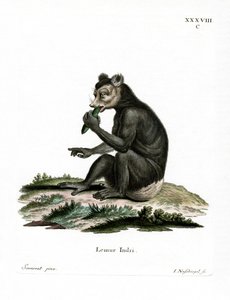 Indri（彩色雕刻） 作者 德国学校
